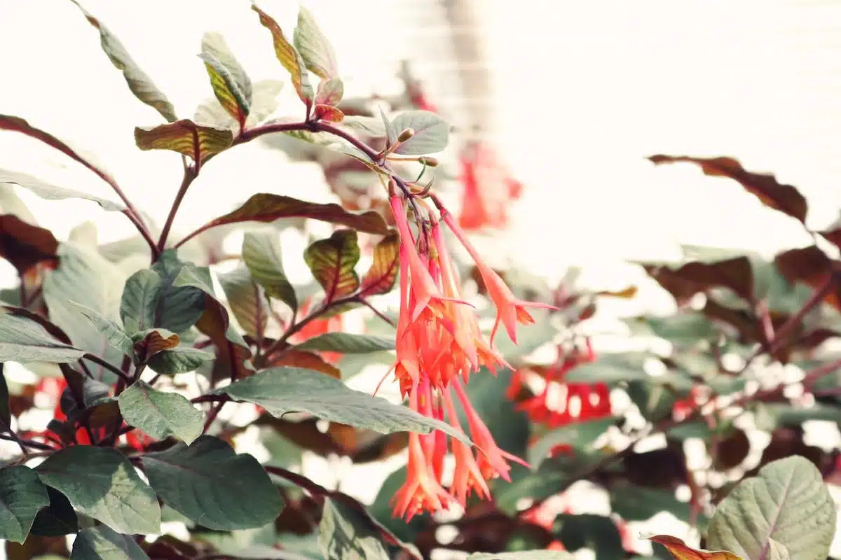 plantes grimpantes
