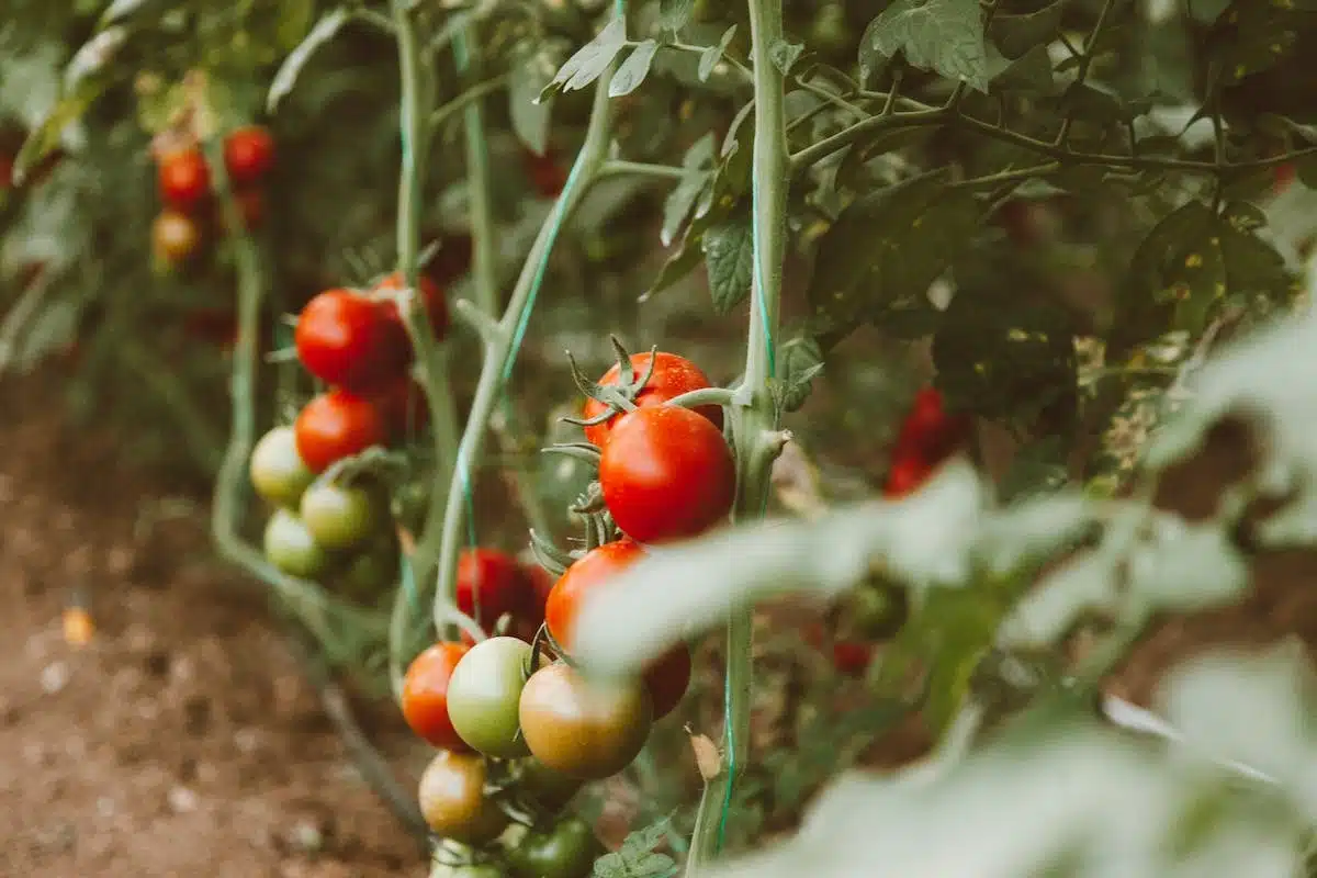 culture tomate