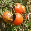 Maladie des tomates comment les reconnaître