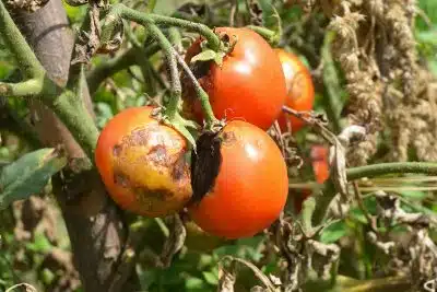 Maladie des tomates comment les reconnaître