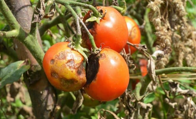 Maladie des tomates comment les reconnaître