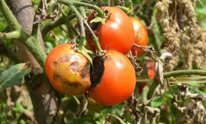 Maladie des tomates comment les reconnaître