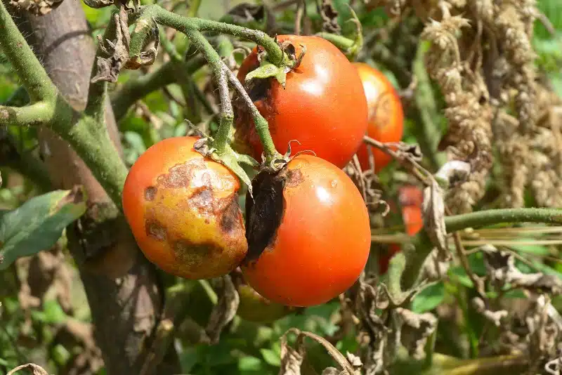 Maladie des tomates comment les reconnaître