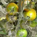 Quand traiter les tomates au mildiou