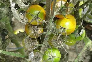 Quand traiter les tomates au mildiou