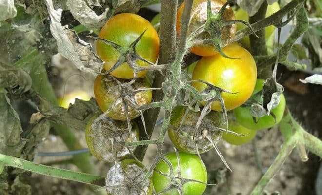 Quand traiter les tomates au mildiou