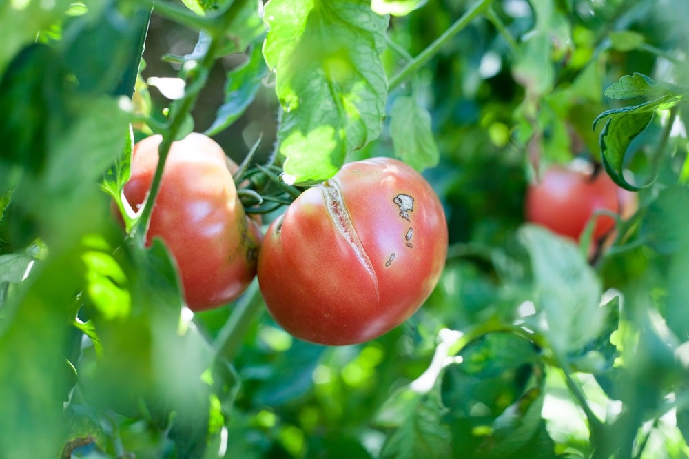 Maladie des tomates comment les reconnaître