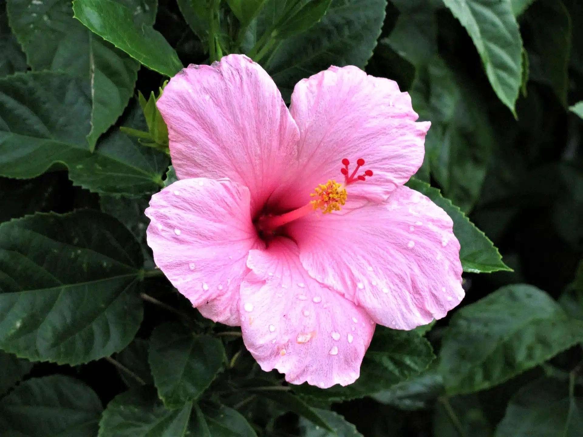 hibiscus d'intérieur ou d'extérieur 