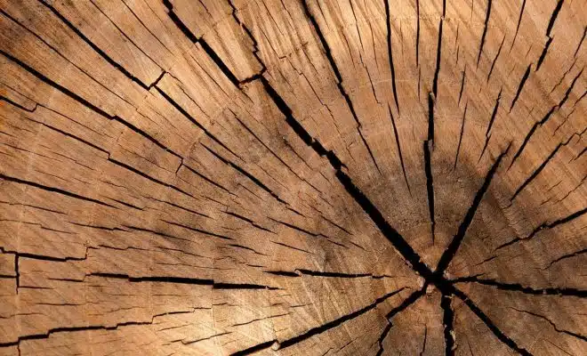 Les classes d'emploi du bois : qu'est-ce que c'est ?