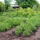 Protéger son potager : utiliser un anti liseron naturel