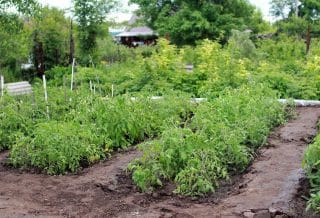 Protéger son potager : utiliser un anti liseron naturel