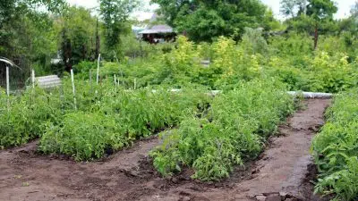 Protéger son potager : utiliser un anti liseron naturel