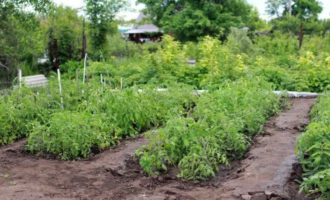 Protéger son potager : utiliser un anti liseron naturel