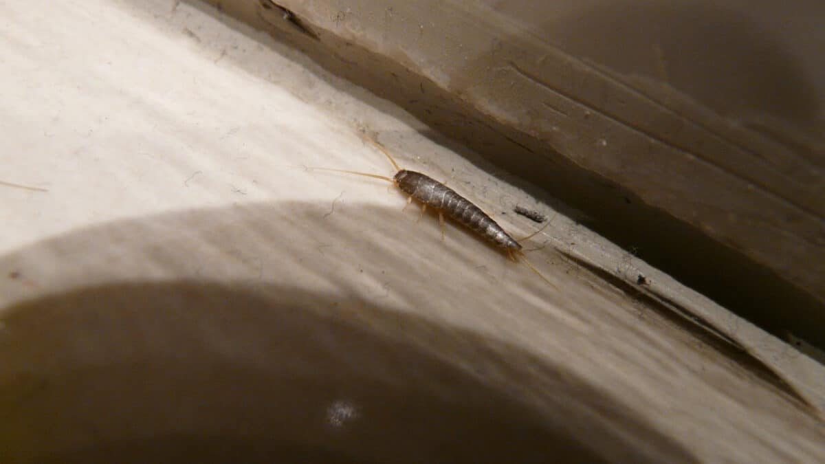 Quelles mesures les professionnels peuvent-ils prendre pour lutter contre les poissons d'argent ?