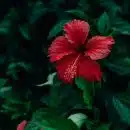 hibiscus d'intérieur ou d'extérieur