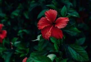 hibiscus d'intérieur ou d'extérieur