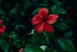 hibiscus d'intérieur ou d'extérieur