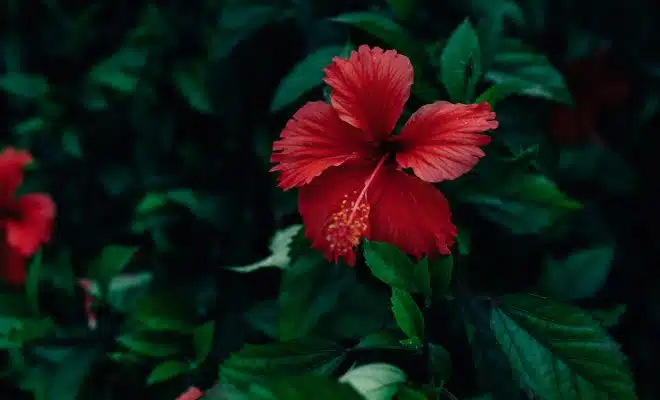 hibiscus d'intérieur ou d'extérieur