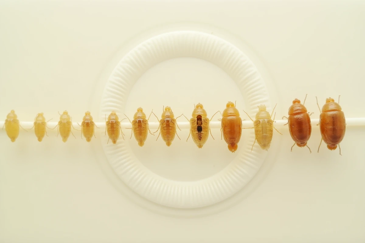 Rangée de pupes de mouche à différents stades de développement dans une boîte de Pétri en laboratoire